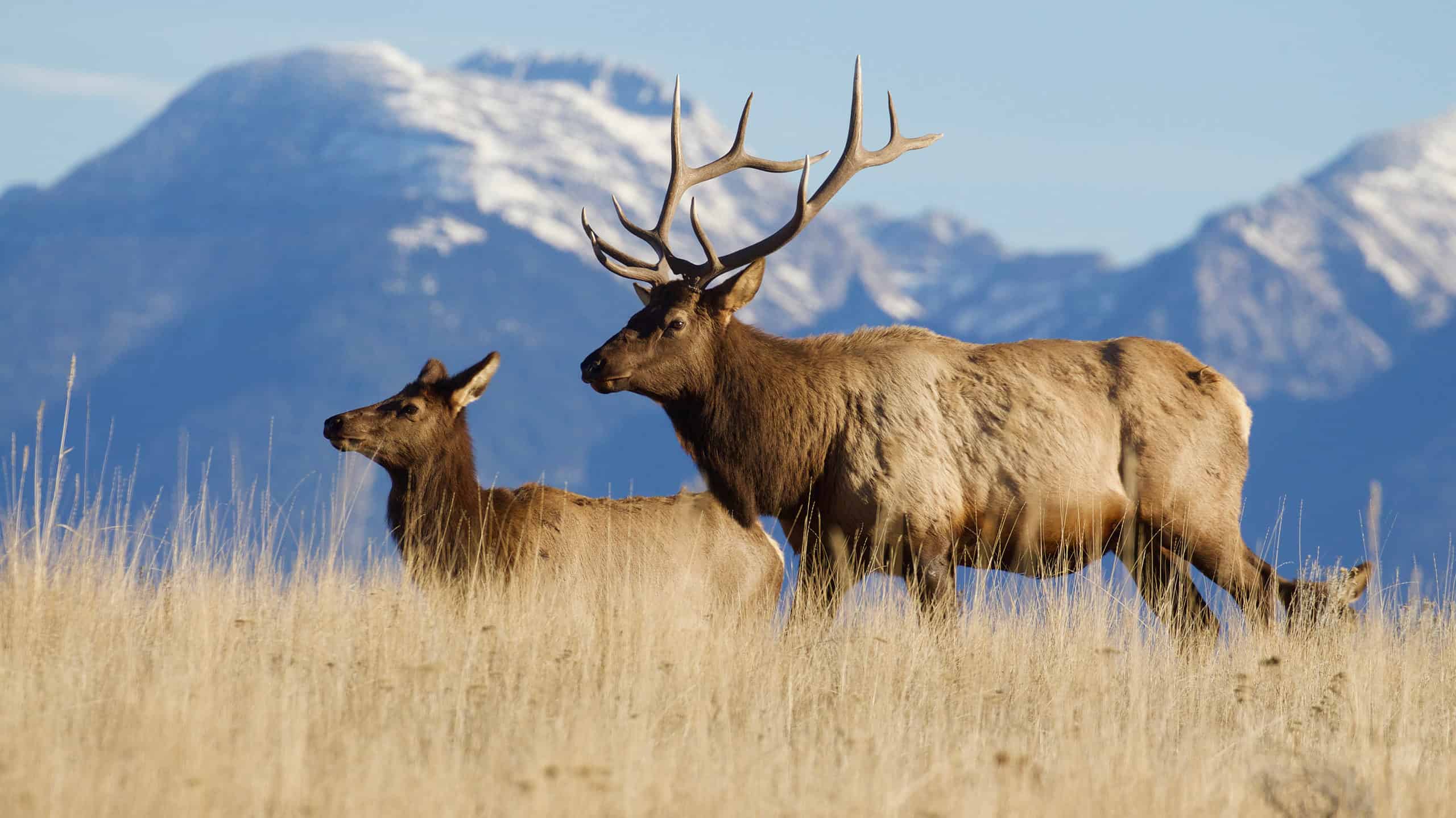 American Elk in front of the Rocky Mountains