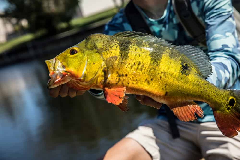 Peacock bass - A-Z Animals