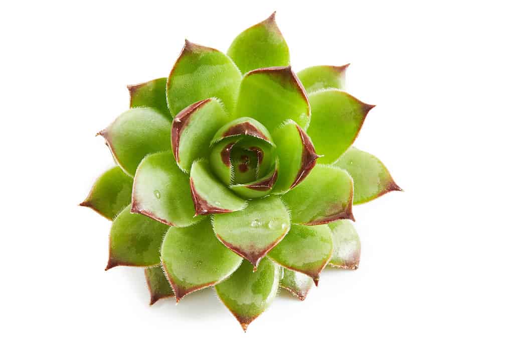 Top view of a common Houseleek (Sempervivum tectorum)