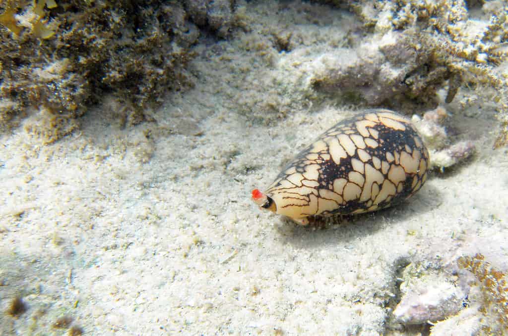 cone snail on ocean floor