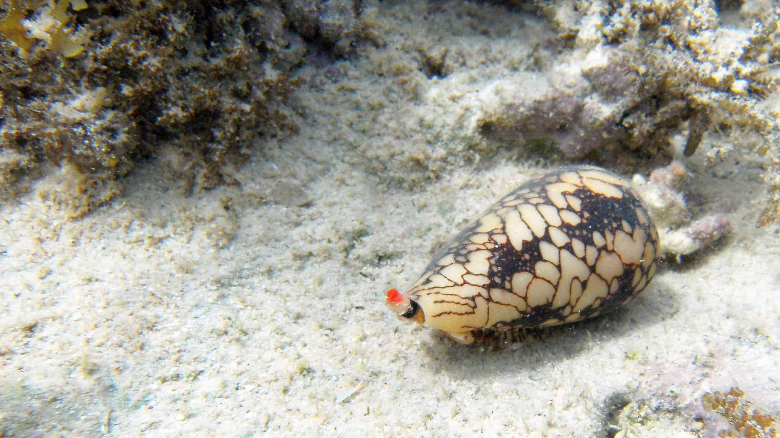 cone snail on ocean floor