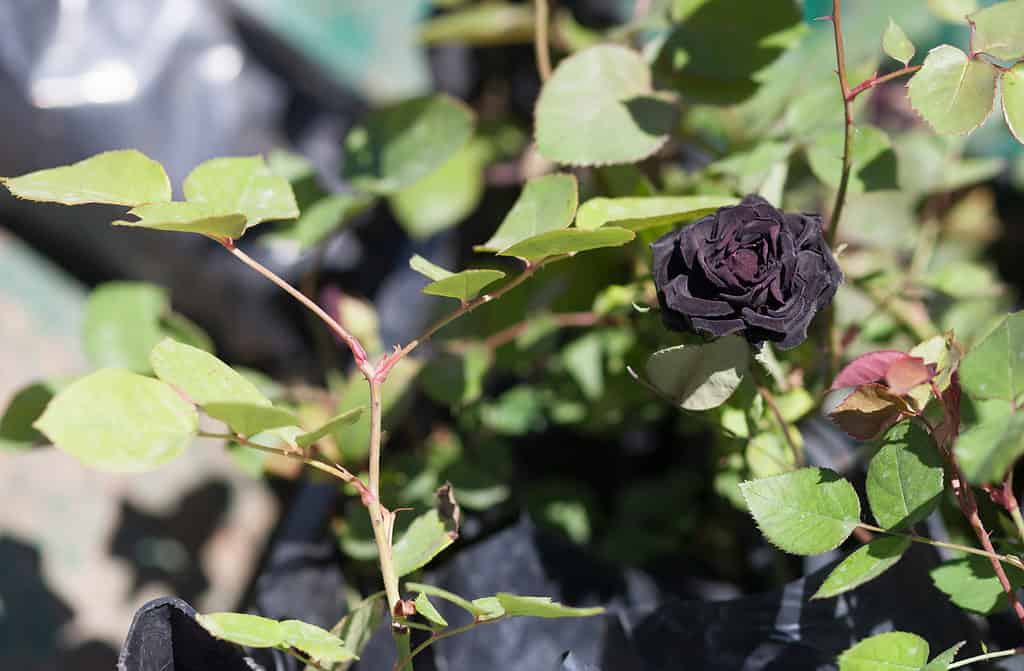 The black Halfeti rose against a garden background of greenery