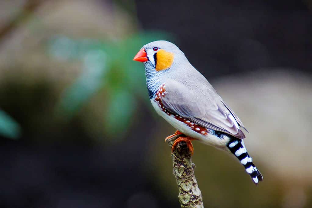 Close up shot of a zebra finch perched on a branch