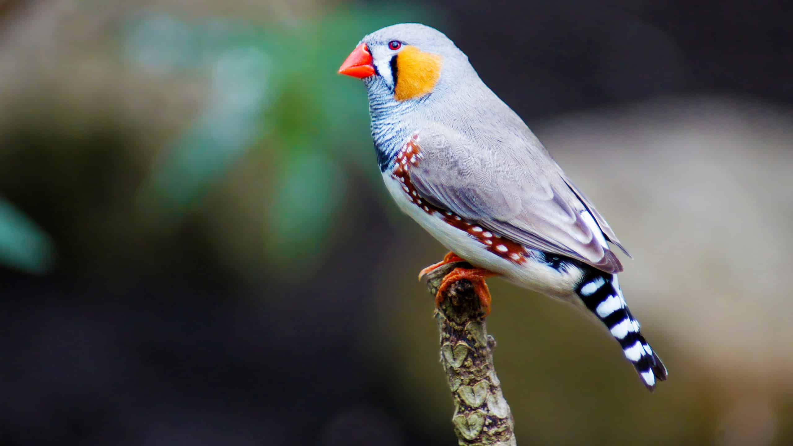 Close up shot of a zebra finch perched on a branch