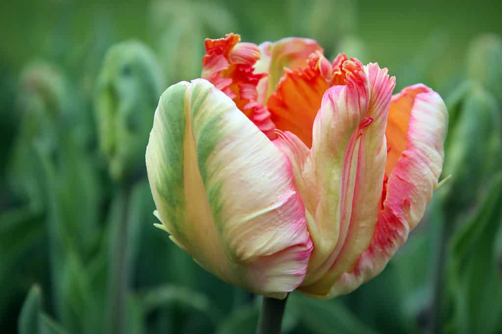Cận cảnh một bông hoa mai vẹt Tulip nhiều màu đang nở hoa