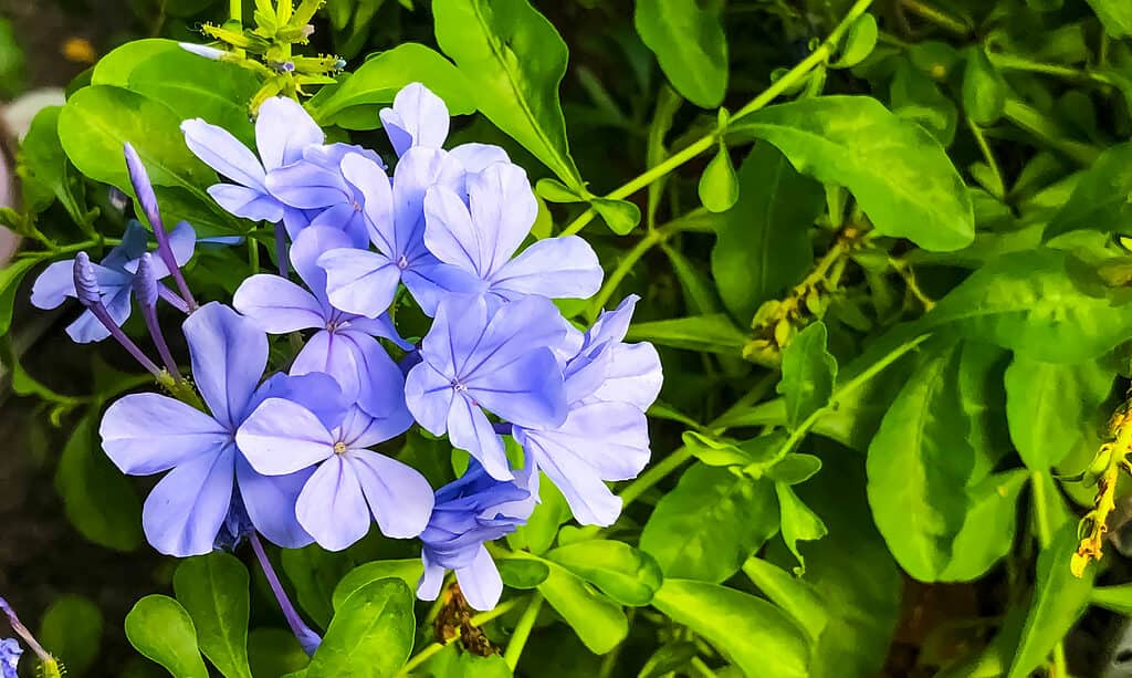 Phlox divaricate