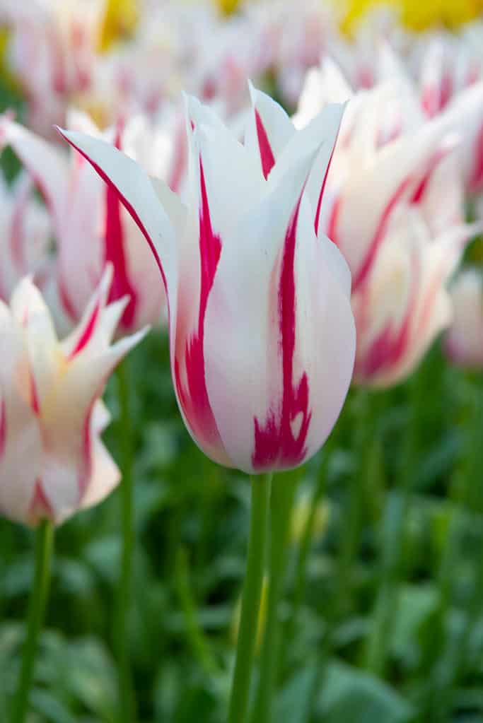 Marilyn Tulips with ivory petals accented with pink-red flames