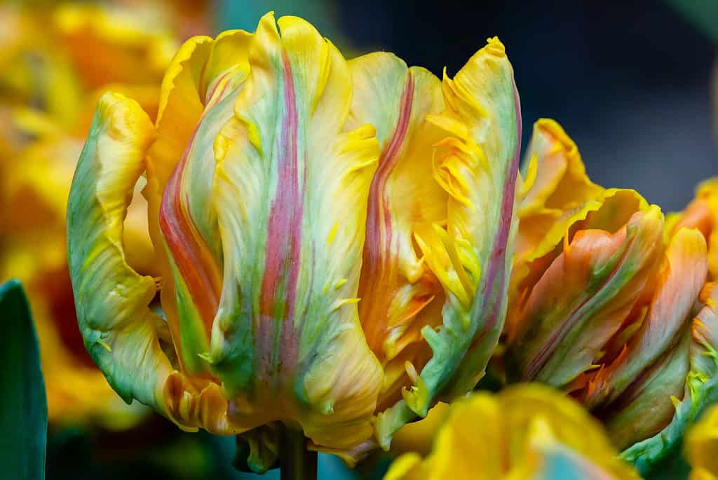 Close-up of a vividly multi-colored Irene Parrot Tulip