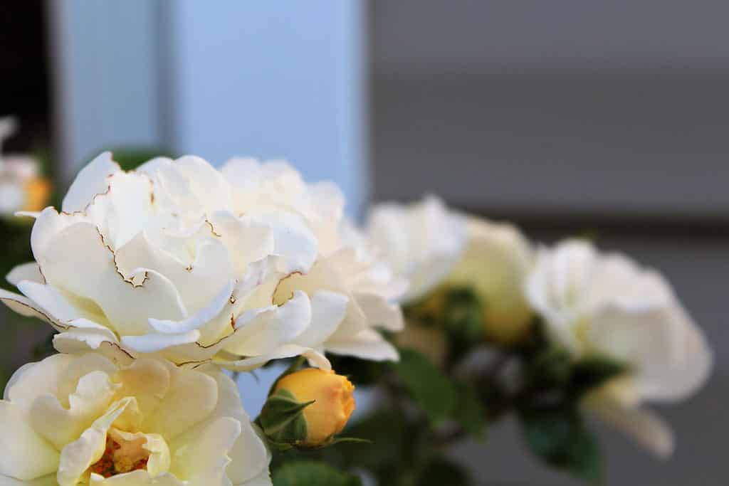 A closeup of the White Drift rose