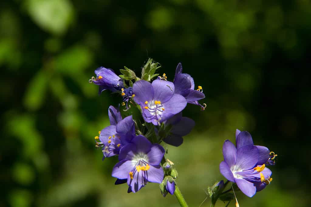 Jacob's ladder