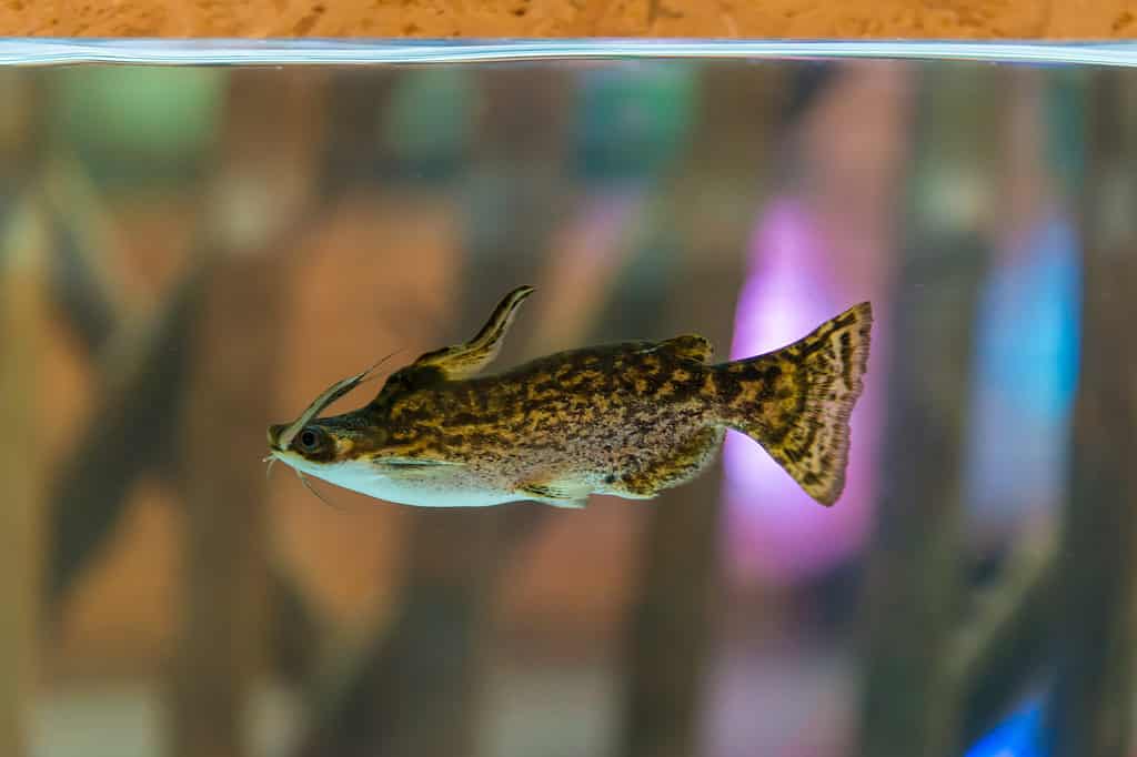 Argentine catfish can be found in several Argentine rivers.