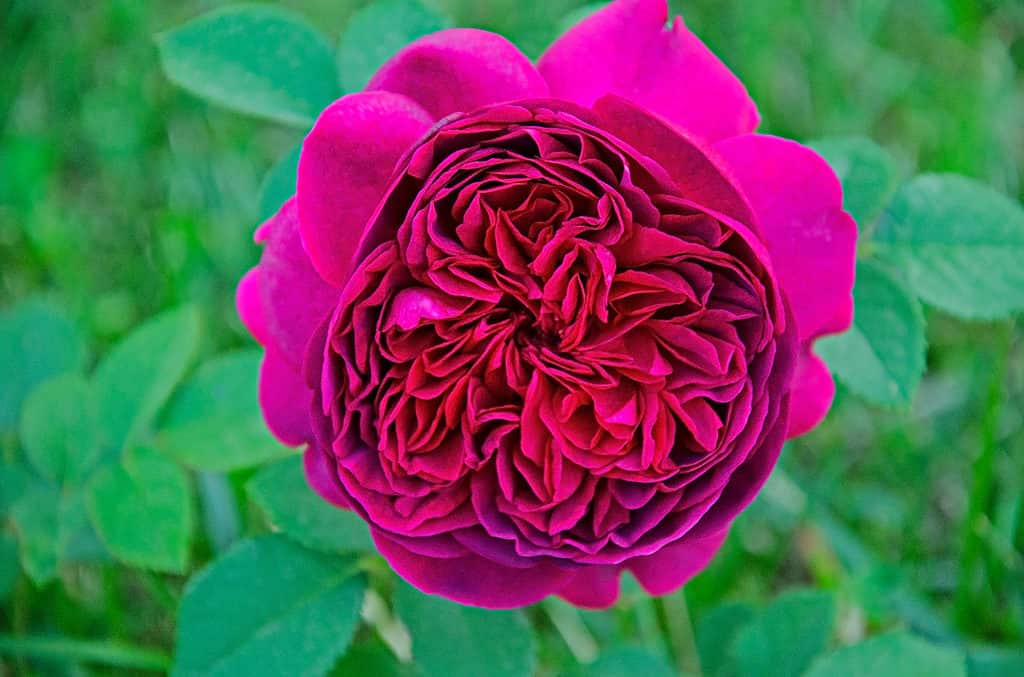 A closeup of the William Shakespeare rose with vibrant fuchsia and reddish petals