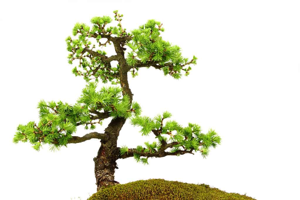 fir bonsai growing in the ground
