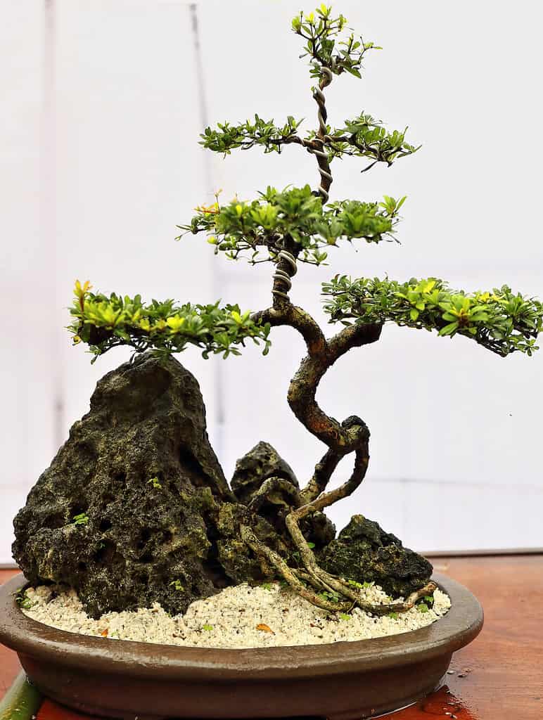 thumbnail image 2 of Olive Bonsai Tree Number 345P - ALL THINGS BONSAI 2 of 14