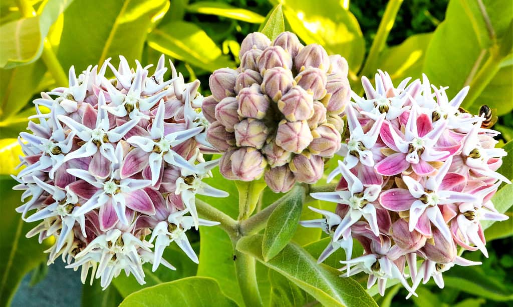 Showy Milkweed