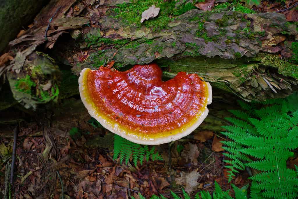 Shiny reishi mushroom growing on a downed hemlock tree