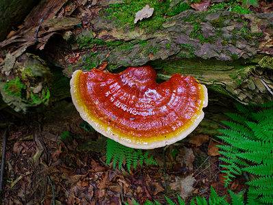 A Reishi Mushrooms: A Complete Guide