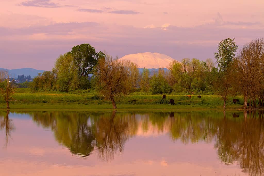 Sauvie island