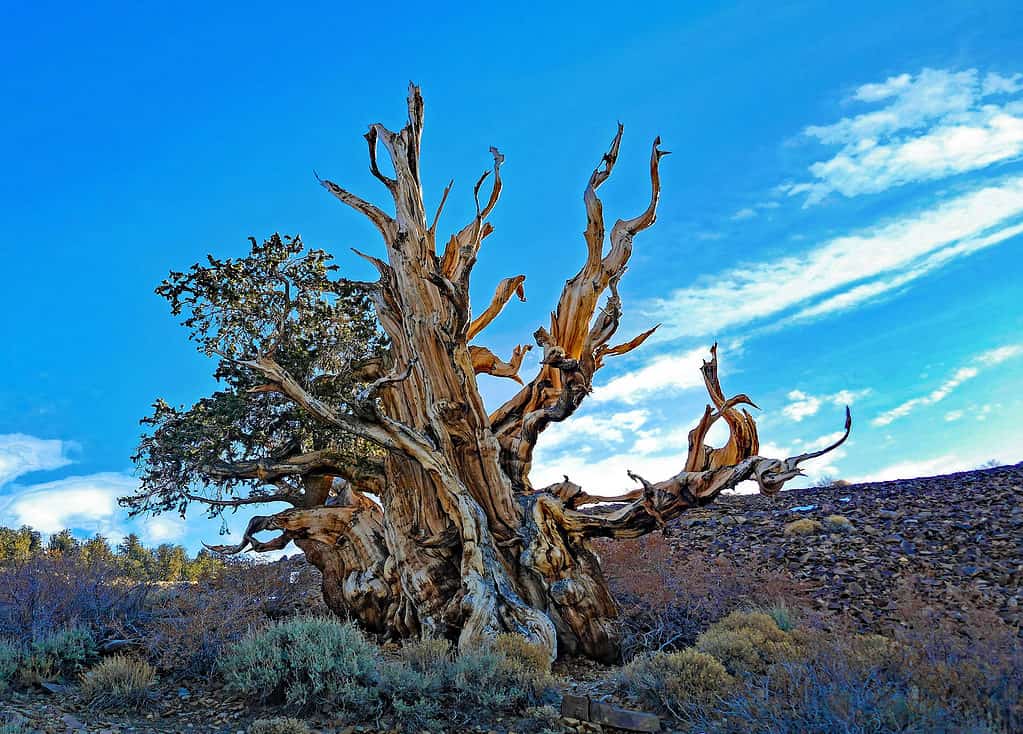 Ancient Bristlecone Pine Tree