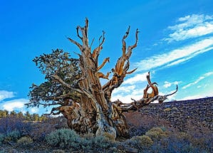 The 5 Oldest Trees in California Picture