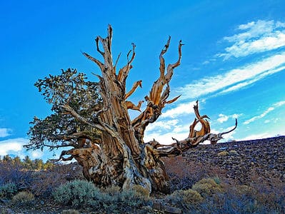 A The 5 Oldest Trees in California