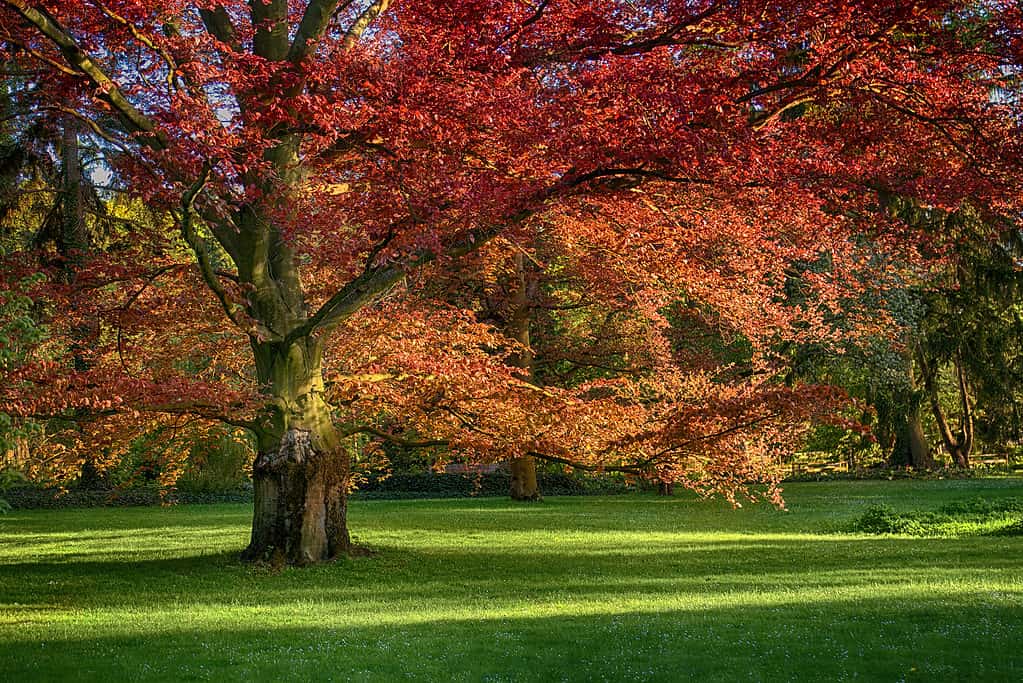 red oak (Quercus rubra) 