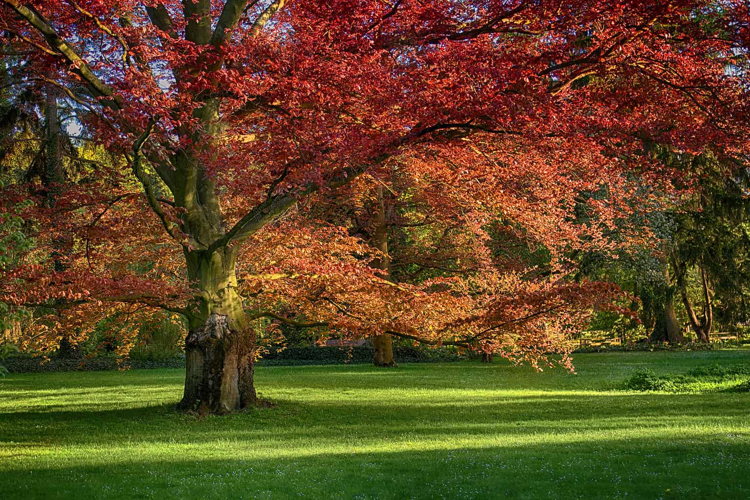 The 15 Most Iconic Trees Native to Missouri - A-Z Animals