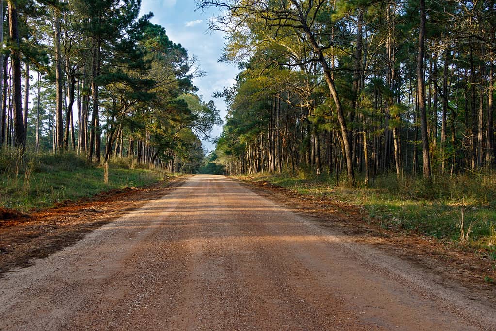 Road in Sam Houston National Forest