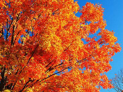 A The 14 Most Iconic Trees Native to Vermont