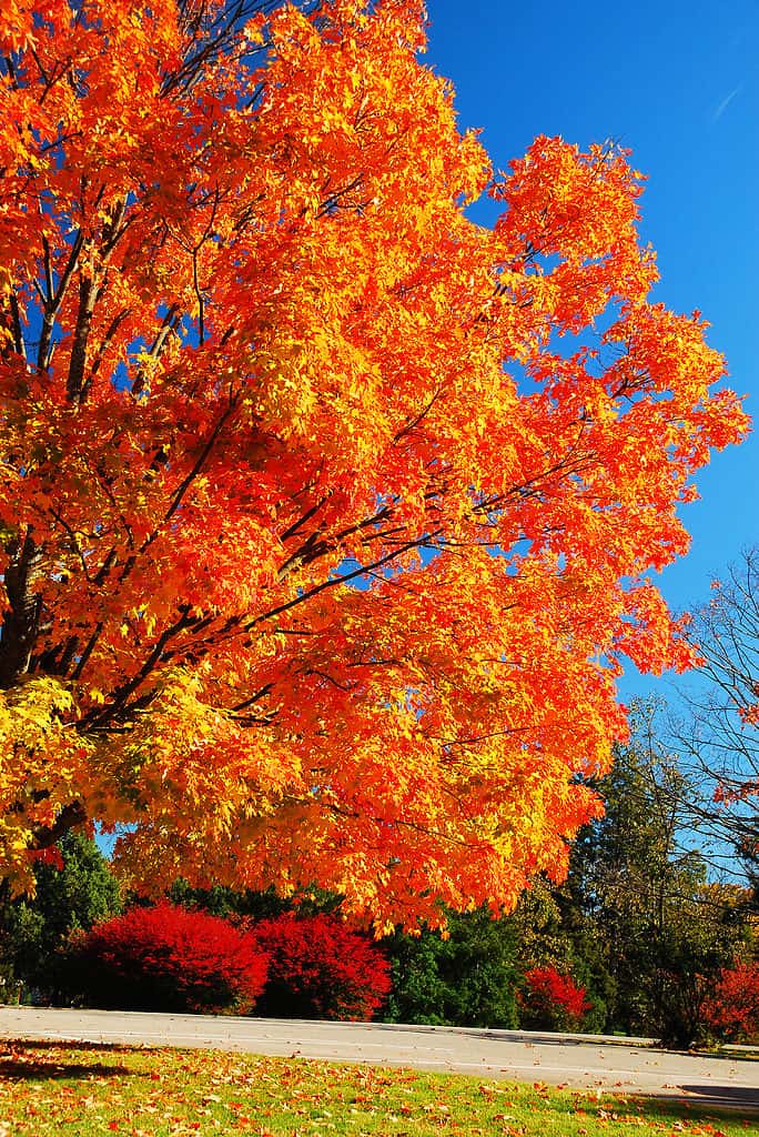 sugar maple tree