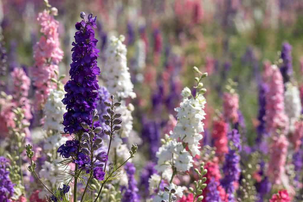 Field of multicolored Delphinium flowers