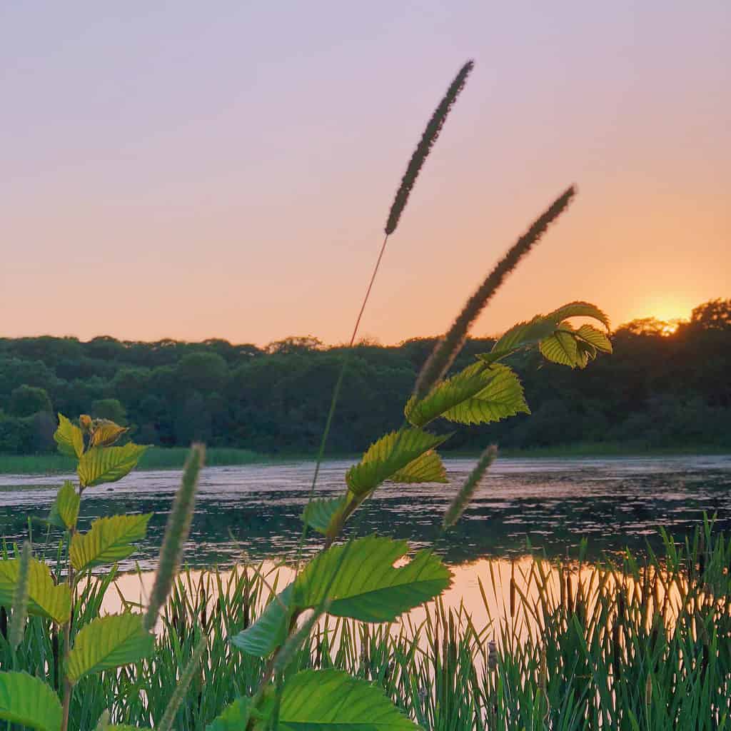 pond sunset in rhode island