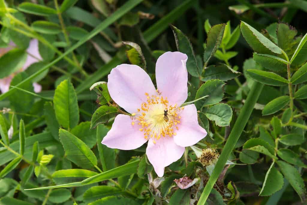 Rosa carolina, or the Carolina rose, growing in a garden surrounded by greenery