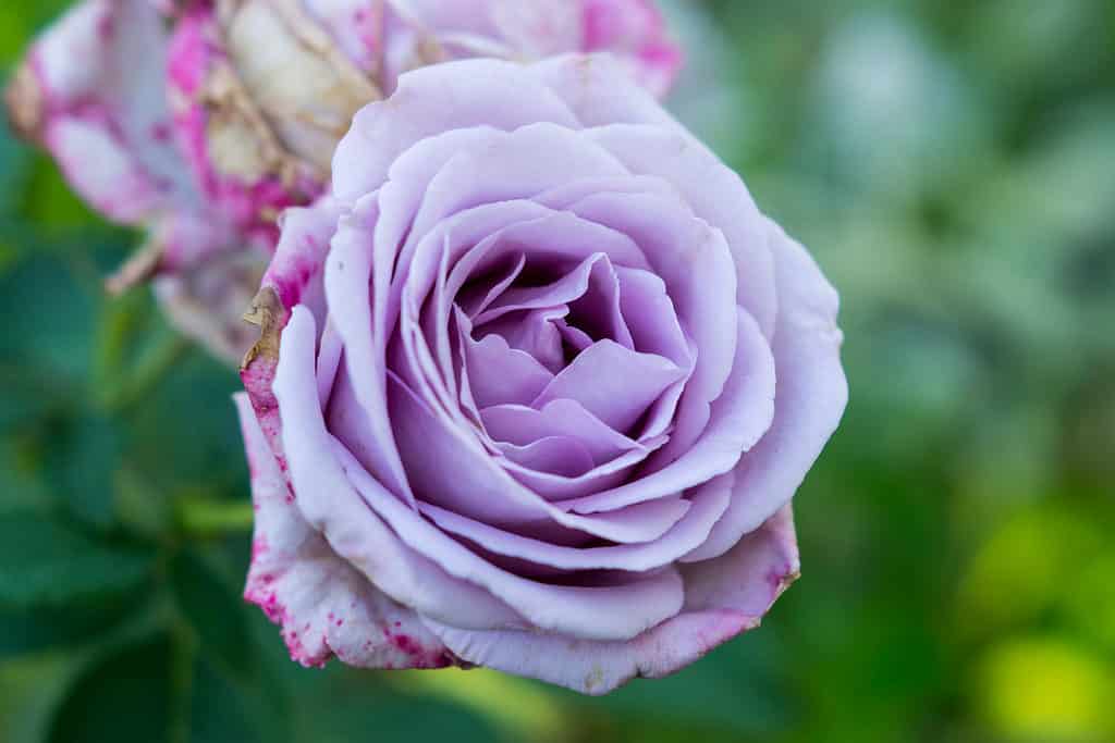 A closeup of the pastel purple Indigoletta rose