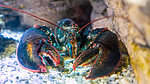 Most Maine lobsters are green to blend in near rocks