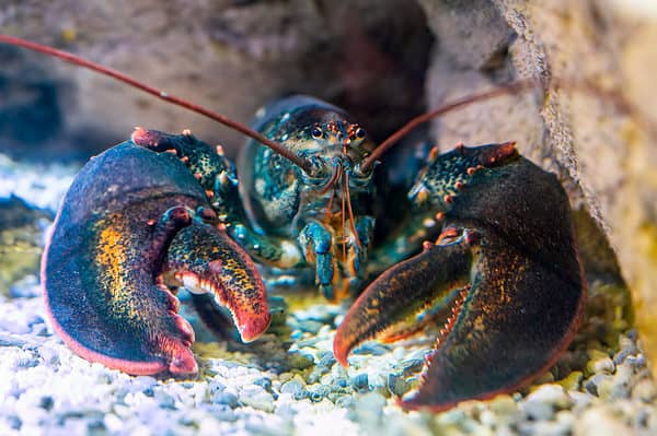 Most Maine lobsters are green to blend in near rocks