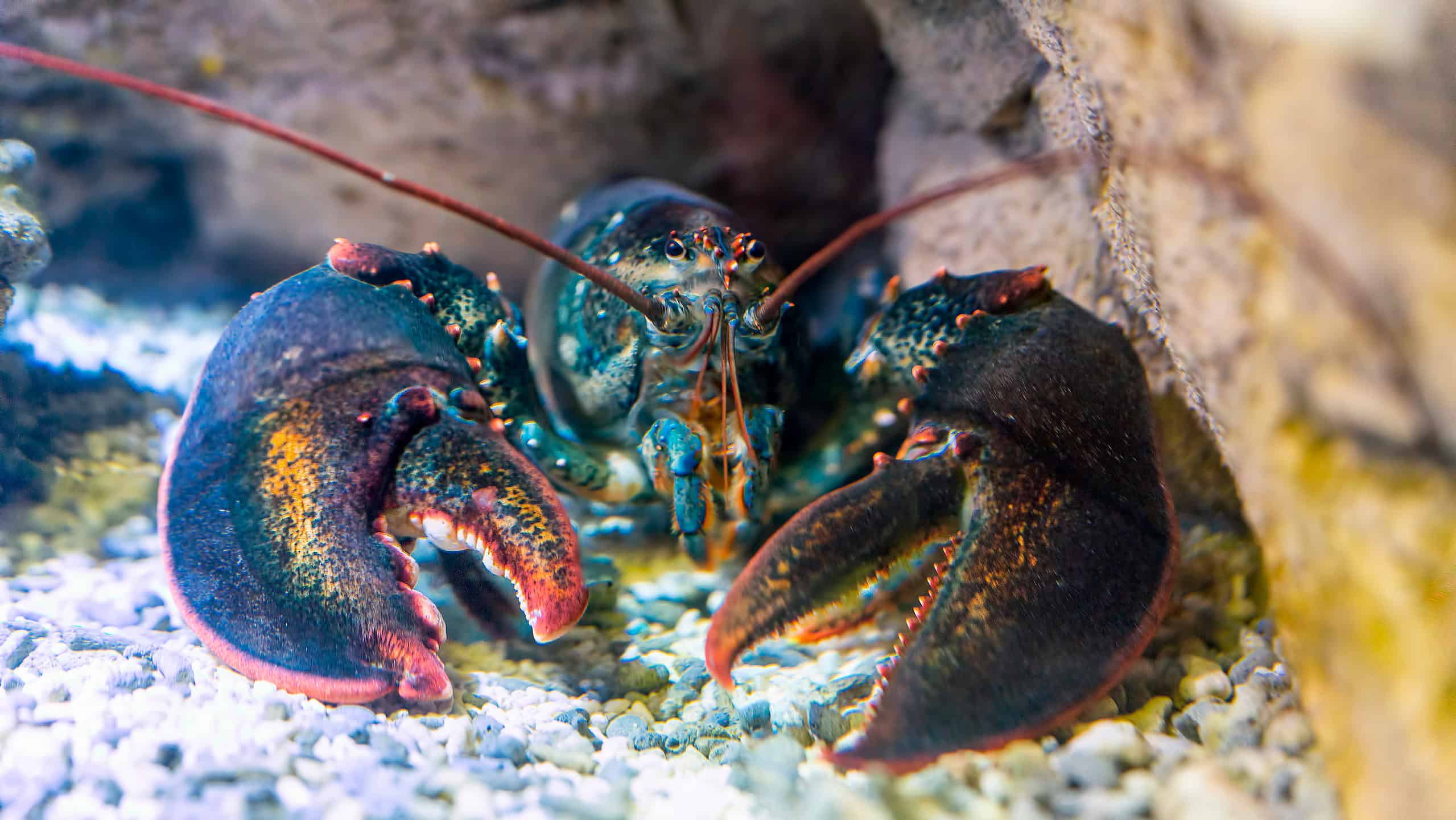 Lobster under rock