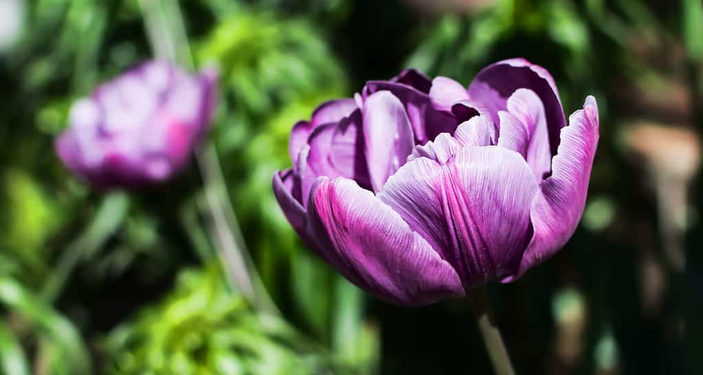 Purple peony tulip in the sun