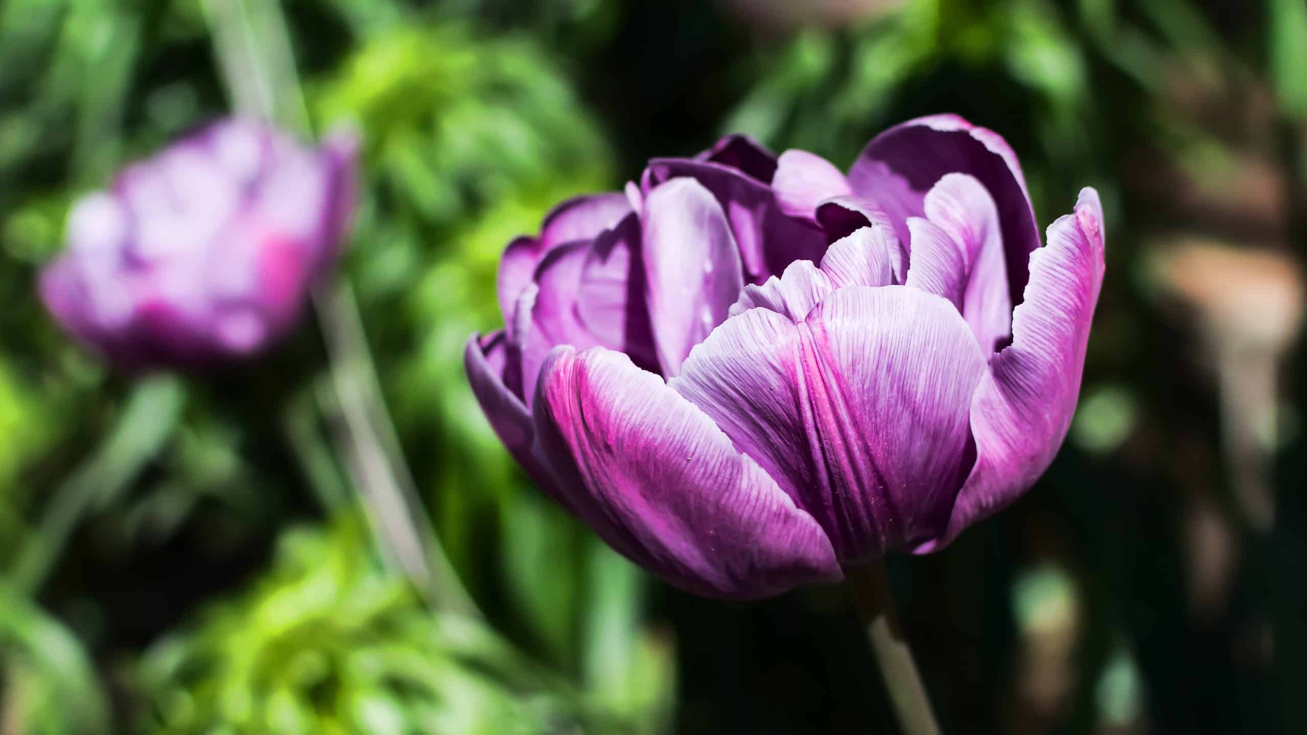 Purple peony tulip in the sun