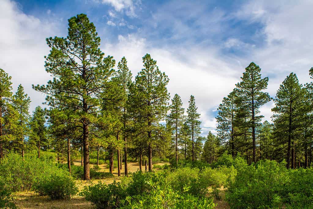 Pinus ponderosa