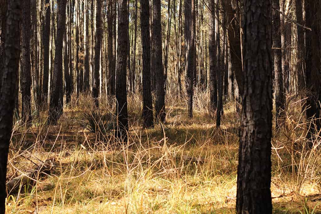 Sam Houston Forest in the Fall