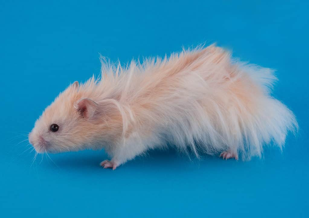 Long-haired Syrian hamster