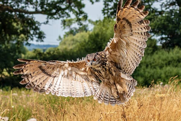 Eurasian Eagle-owl - A-Z Animals