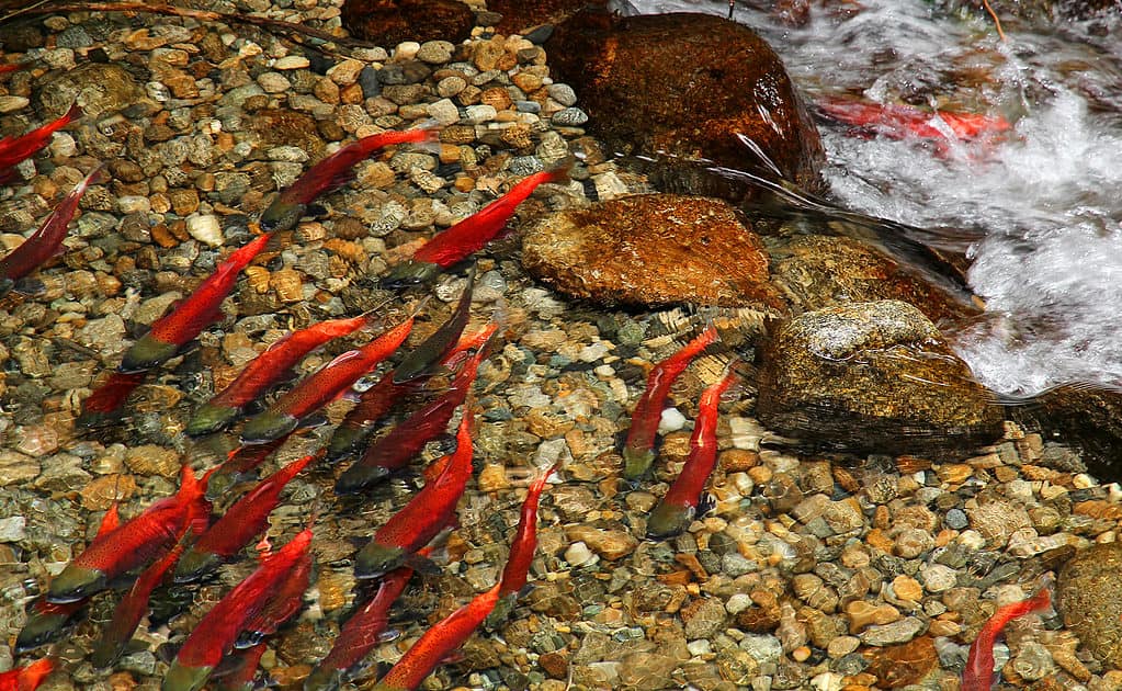 Kokanee salmon are smaller than anadromous sockeye