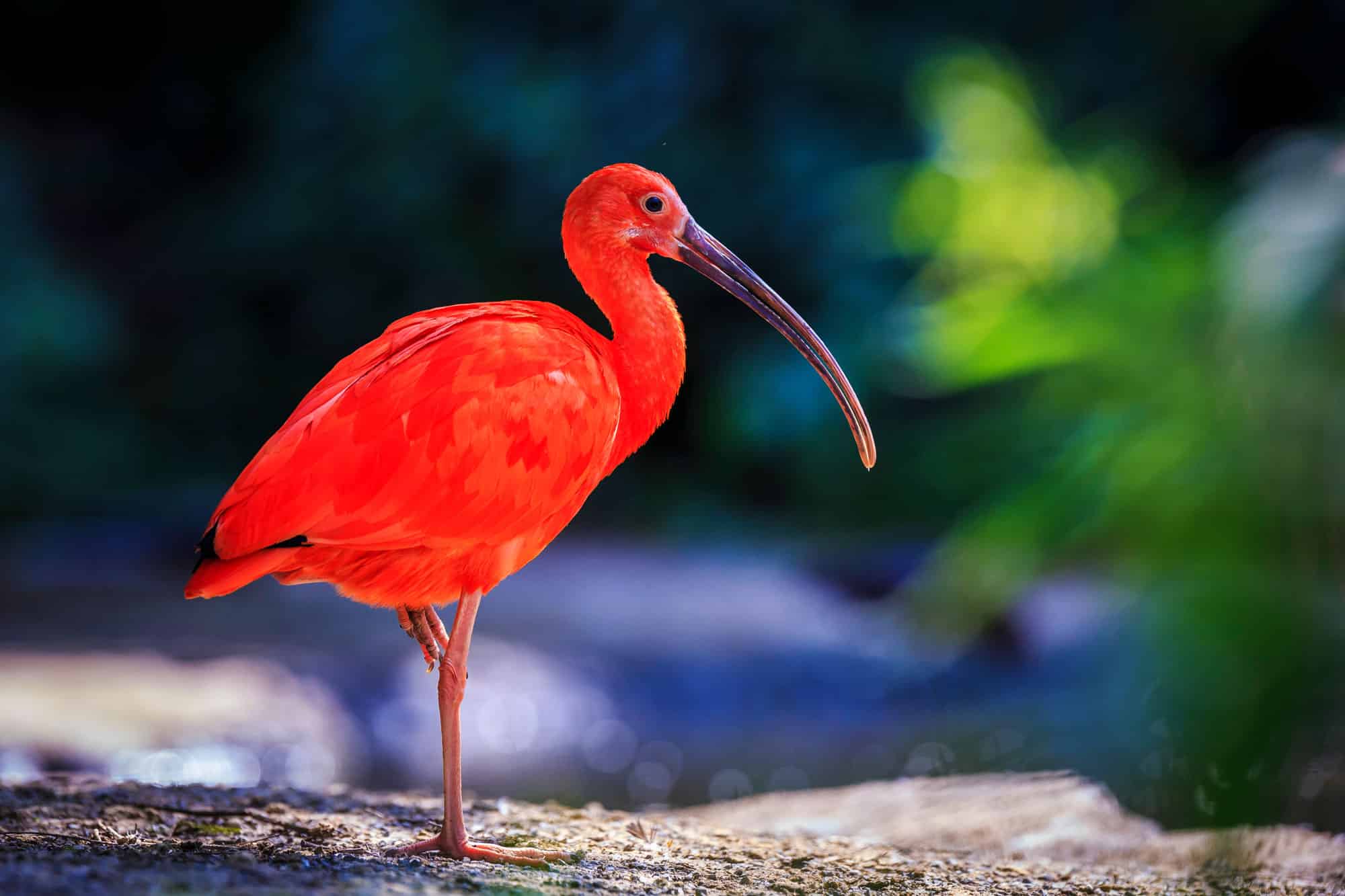 Scarlet Ibis Bird Facts For Kids