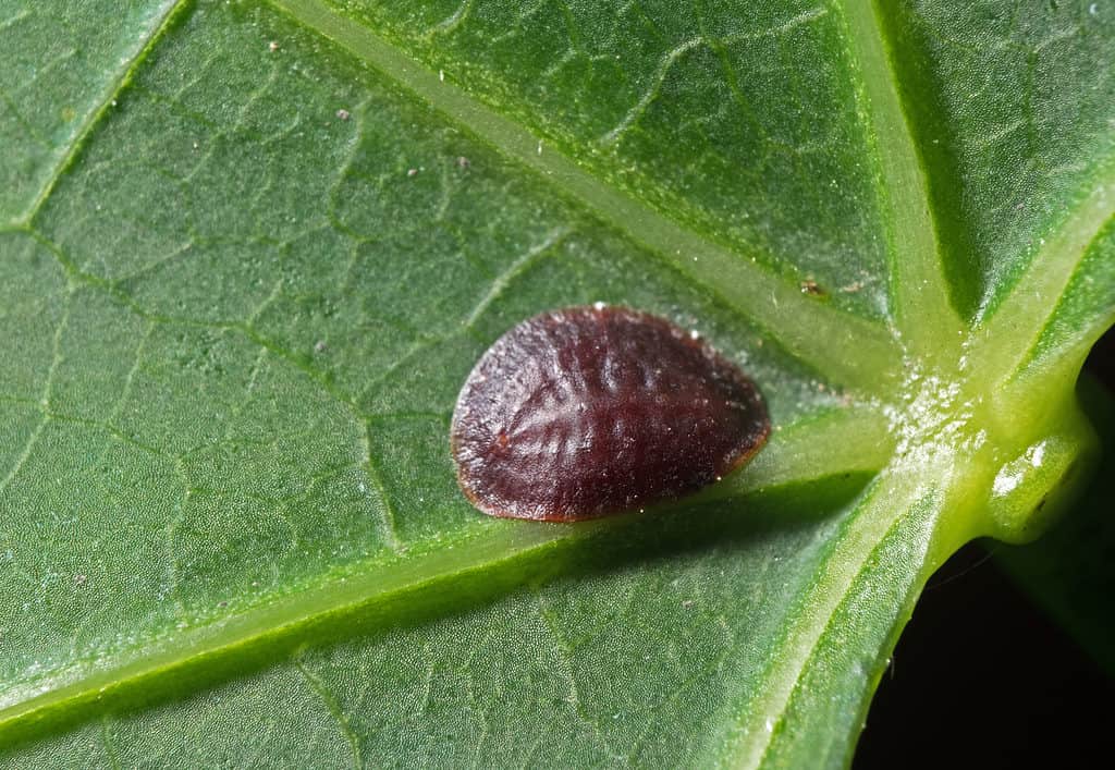 Closeup of a scale insect on a green leaf