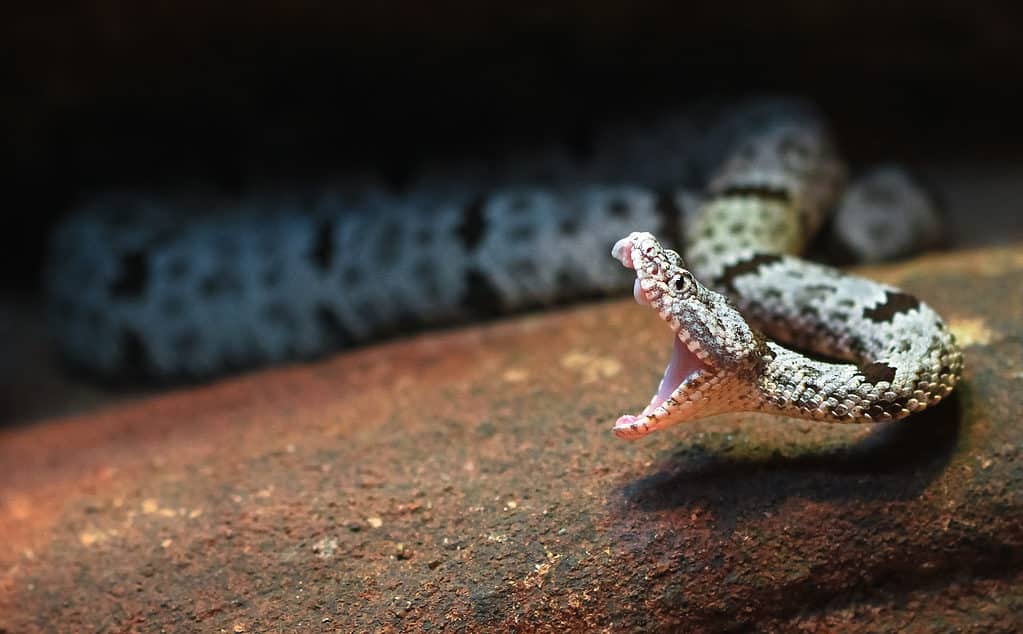 rock rattlesnake