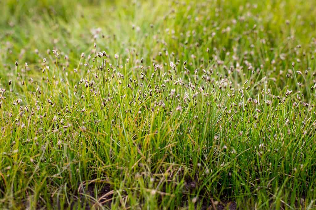 needle spikerush - Eleocharis acicularis