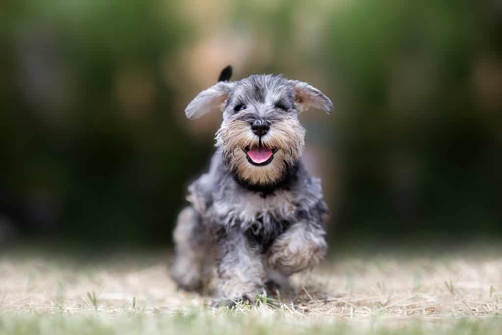 Miniature Schnauzer puppy running