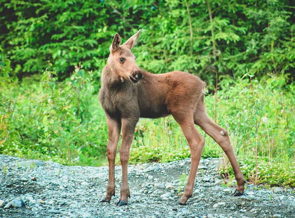 Baby Moose poses on gravel path